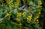 Berberis vulgaris. Верхушка ветви с соцветиями. Дагестан, Сергокалинский р-н, долина р. Кака-Озень, каменистый склон. 04.05.2022.