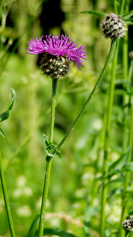 Изображение особи Centaurea scabiosa.