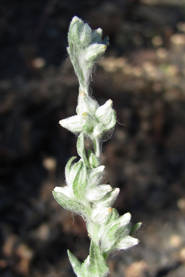 Image of Filago arvensis specimen.