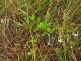 Myosotis cespitosa. Цветущее растение на заболоченном лугу. Нидерланды, провинция Drenthe, заказник Hondstong. 12 июля 2008 г.