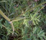 Heracleum sibiricum. Средняя часть стебля с листом. Курская обл., г. Железногорск. 17 июля 2007 г.