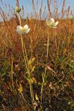 Parnassia palustris