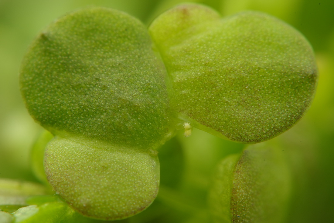 Image of Lemna gibba specimen.