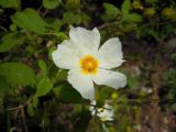 Cistus salviifolius