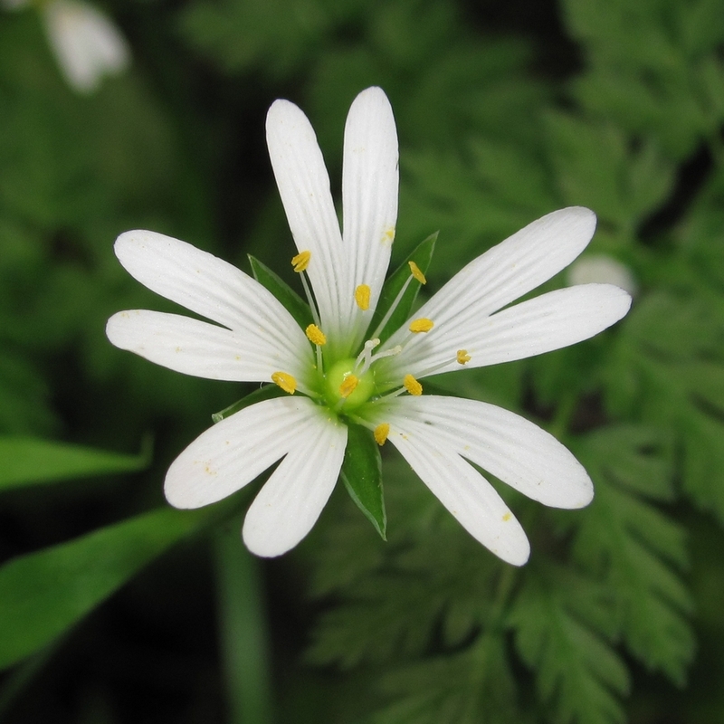 Изображение особи Stellaria holostea.