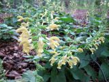 Salvia glutinosa