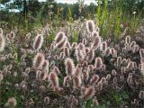 Trifolium arvense