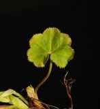 Alchemilla glabricaulis. Прикорневой лист (верхняя поверхность с рассеянным опушением). Мурманская обл., Североморский р-н, окр. пос. Росляково. 07.06.2013.