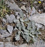 Centaurea pindicola