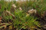 Oxytropis setosa