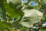 Quercus macrocarpa. Лист (вид снизу). Финляндия, г. Оулу, ботанический сад Университета Оулу, в культуре. 12.09.2013.