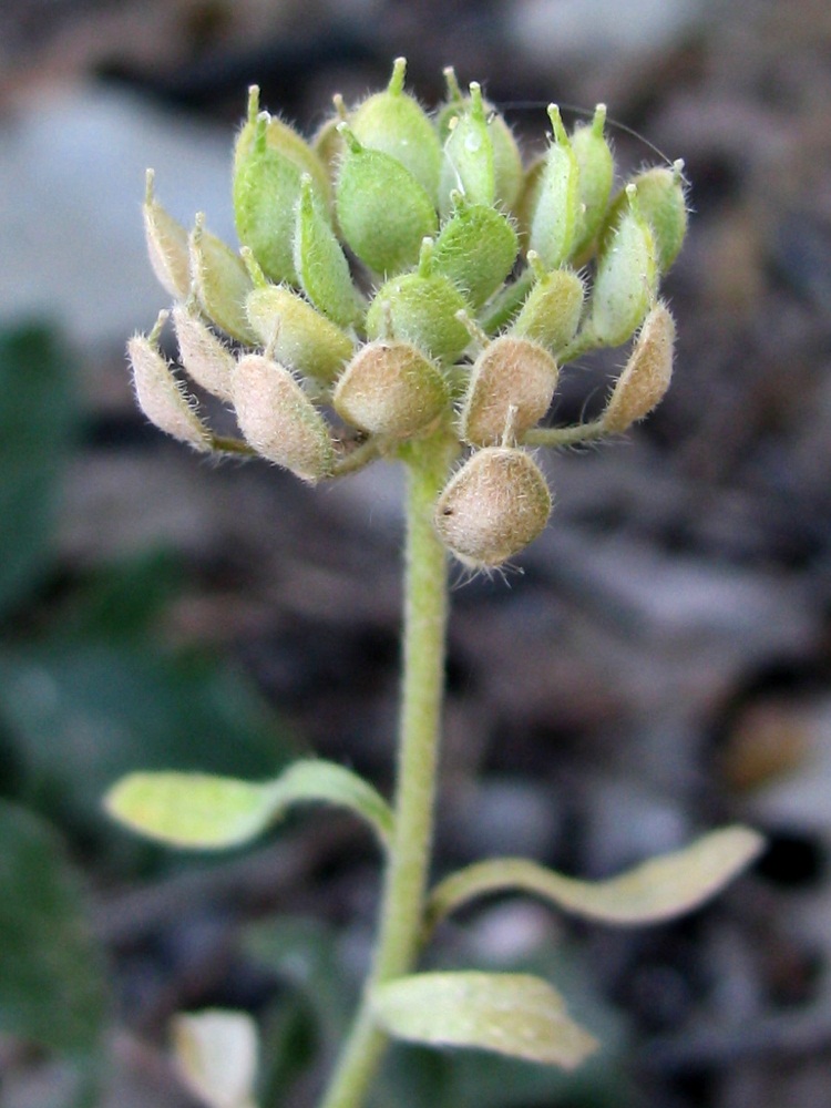 Image of Alyssum umbellatum specimen.