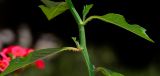 Euphorbia cyathophora. Часть побега. Израиль, Шарон, пос. Кфар Шмариягу, в культуре. 08.06.2014.