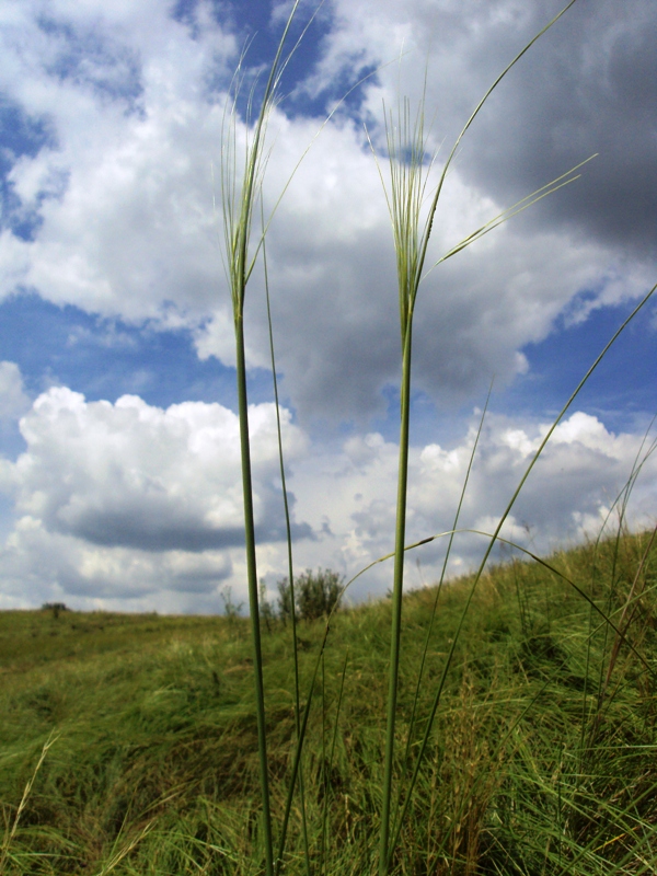 Изображение особи Stipa capillata.