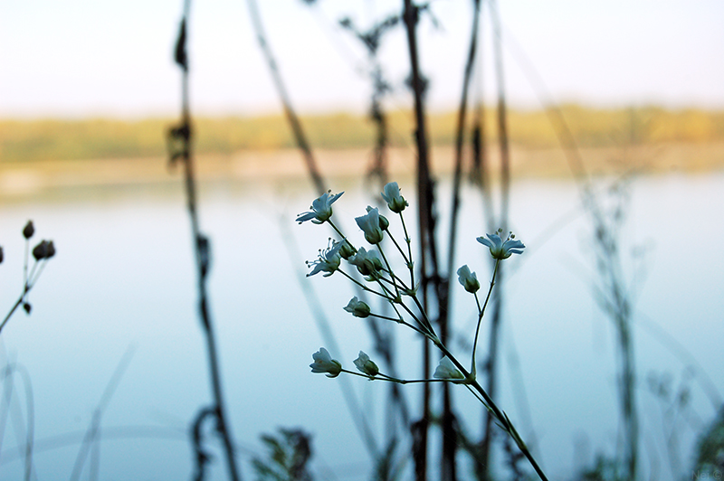 Изображение особи Eremogone saxatilis.