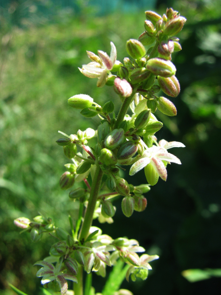 Image of Cannabis sativa var. spontanea specimen.