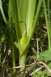 Colchicum autumnale. Нижняя часть побега с плодом. Ленинградская обл., Волосовский р-н, луг на известняке. 30.05.2015.