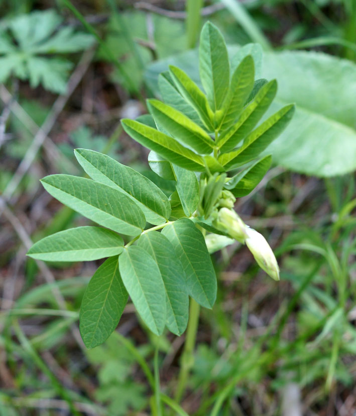 Изображение особи Astragalus aksuensis.