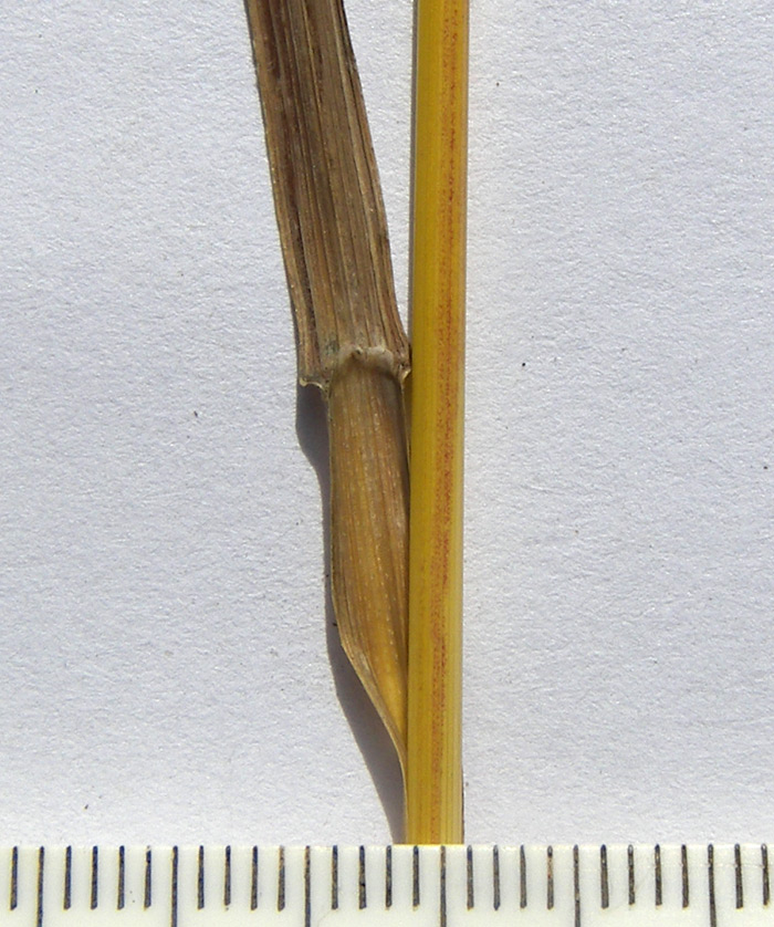 Изображение особи род Bromopsis.