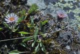 Erigeron eriocalyx. Цветущее растение. Юго-Восточный Алтай, Северо-Чуйский хребет, верховья долины Машей. Начало августа 2008 г.