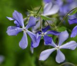 Phlox divaricata. Цветки. Московская обл., Раменский р-н, окр. дер. Хрипань, садовый участок. 19.05.2016.