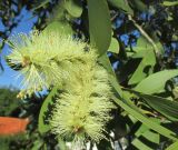 Melaleuca quinquenervia