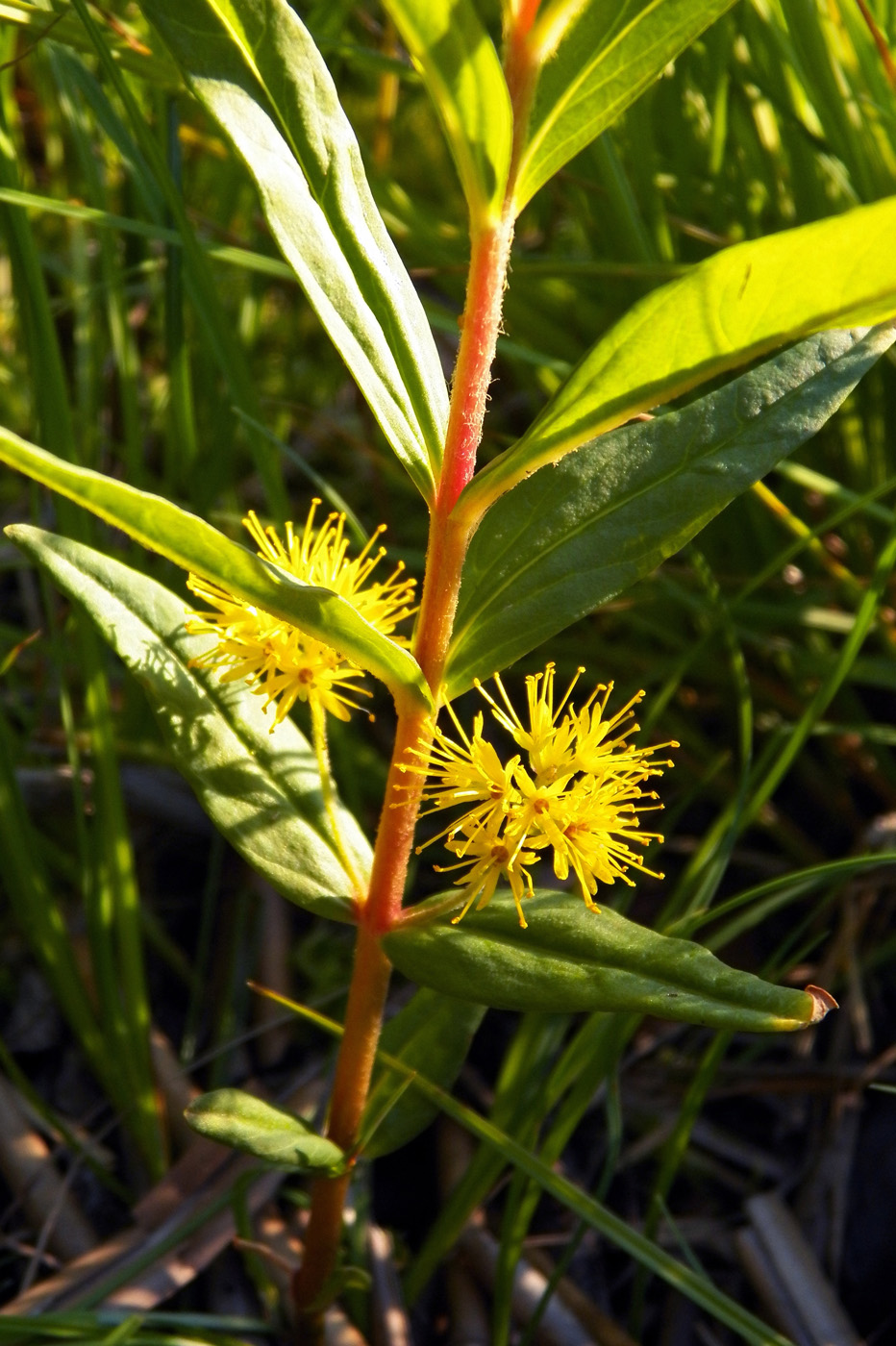 Изображение особи Naumburgia thyrsiflora.