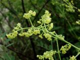 Rubia cordifolia