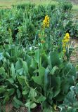 Ligularia heterophylla