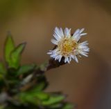 Symphyotrichum subulatum