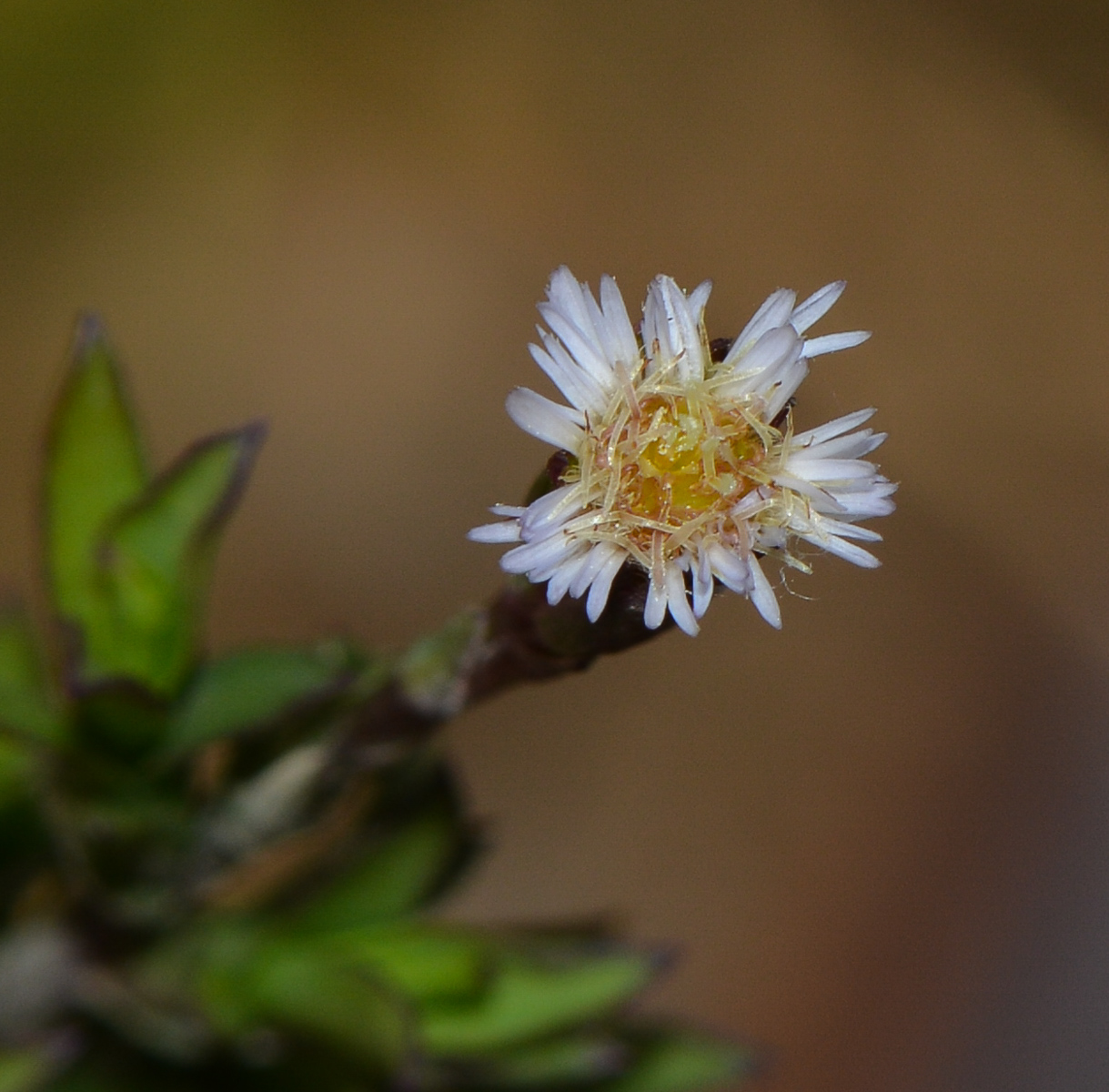 Изображение особи Symphyotrichum subulatum.