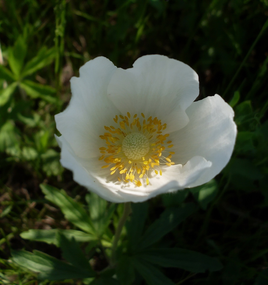 Изображение особи Anemone sylvestris.