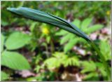 Polygonatum multiflorum. Молодой побег с неразвернувшимися листьями. Чувашия, окр. г. Шумерля, берег р. Сура, ниже устья р. Паланка. 21 апреля 2008 г.