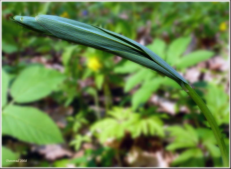 Изображение особи Polygonatum multiflorum.