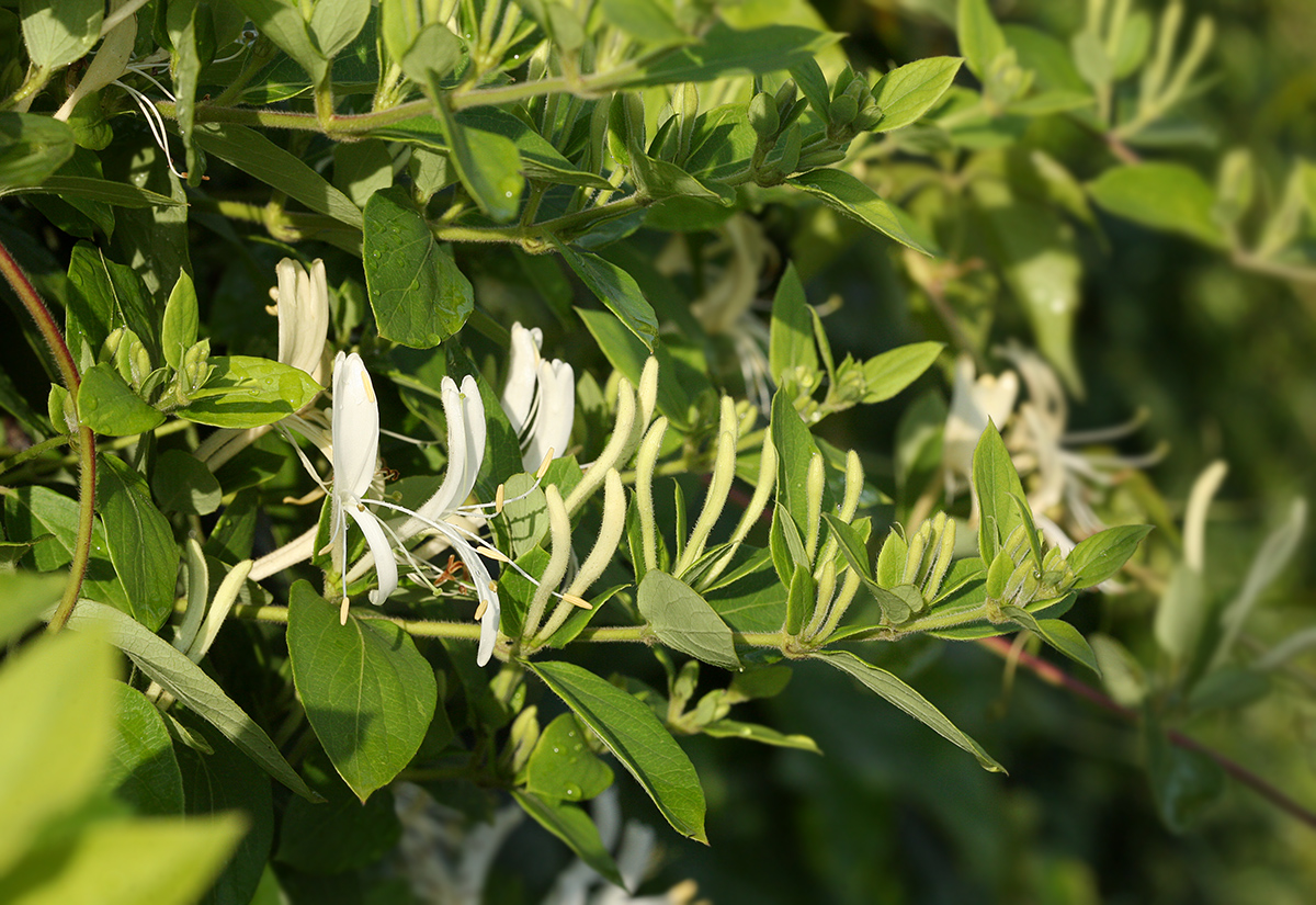 Изображение особи Lonicera japonica.