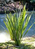 Phormium tenax