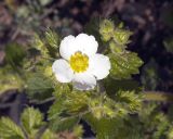 Potentilla inquinans