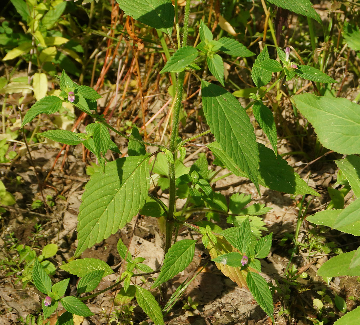 Изображение особи Galeopsis bifida.