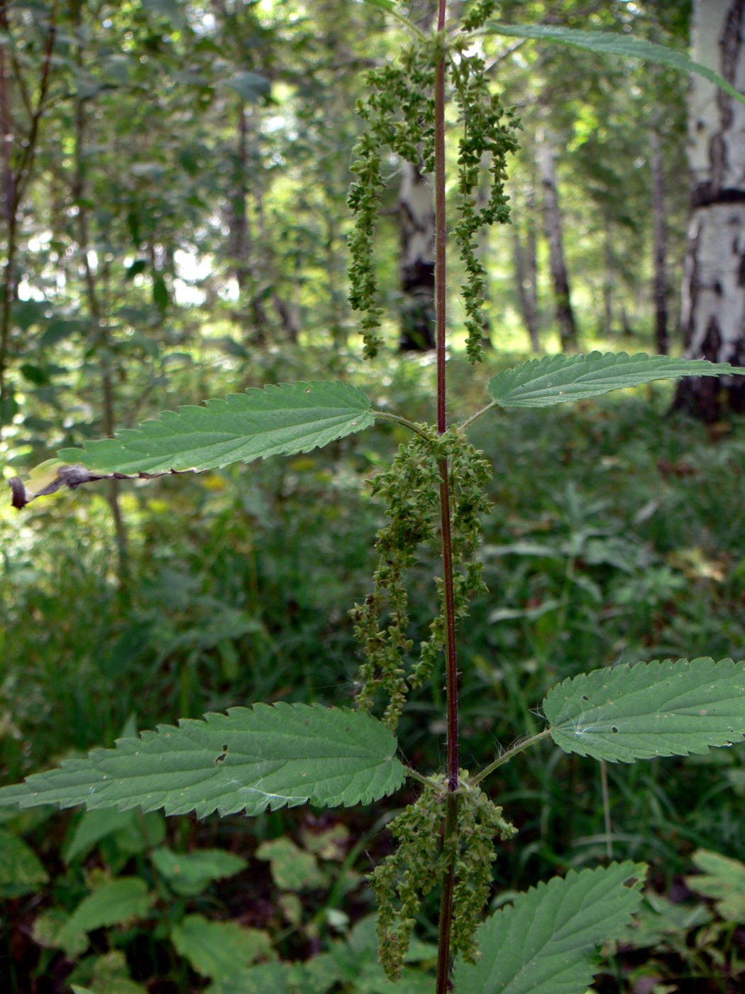 Изображение особи Urtica dioica.