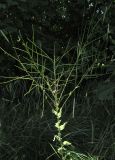 Hesperis matronalis. Верхушка плодоносящего растения. Дагестан, Табасаранский р-н, 4 км к северо-востоку от с. Дарваг, поляна в дубовом лесу. 3 июня 2019 г.