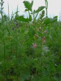 Delphinium ajacis