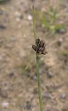 Juncus haenkei