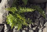 Woodsia polystichoides. Спороносящее растение. Сахалинская обл., Томаринский р-н, пос. Неводское, в культуре. 28.07.2017.