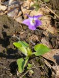 Viola hirta. Цветущее растение. Новосибирская обл., Новосибирский сельский р-н, сосновый бор. Май 2010 г.