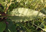 genus Verbascum