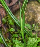 род Sisyrinchium