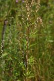 Artemisia vulgaris