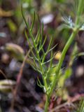 Nigella damascena