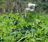 Thalictrum contortum