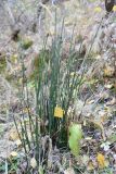 Equisetum hyemale